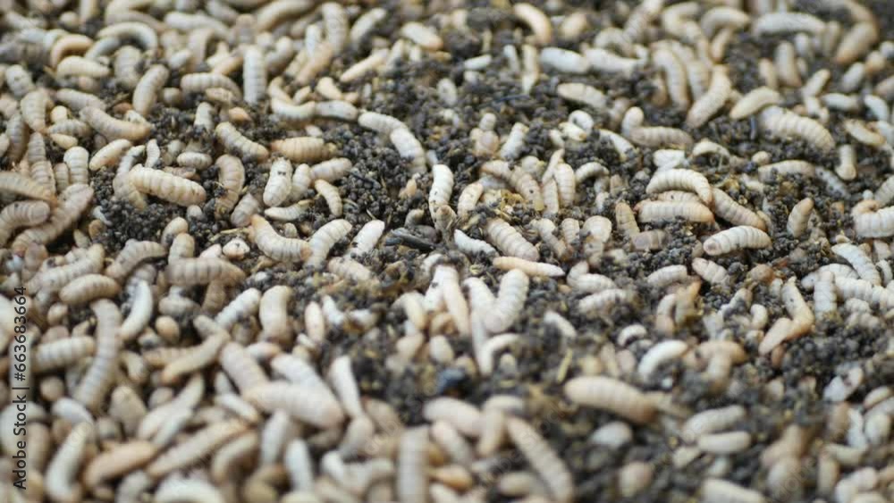 Close up of Black soldier fly (BSF) larvae or maggot, Hermetia Illucens insect farms for fish and poultry feed Close up of Black soldier fly (BSF) larvae or maggot, Hermetia Illucens insect farms for fish and poultry feed