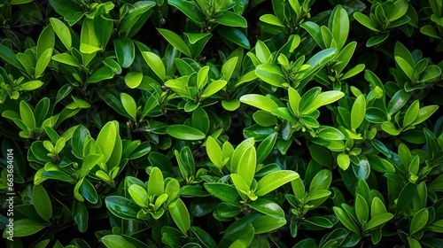 Tea bushes, texture of top view and close up