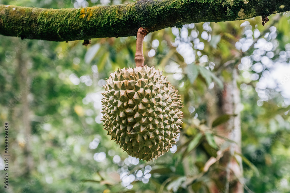 Fresh Green Durian Fruit Hanging From Tropical Tree Fresh Green Durian Fruit Hanging From Tropical Tree