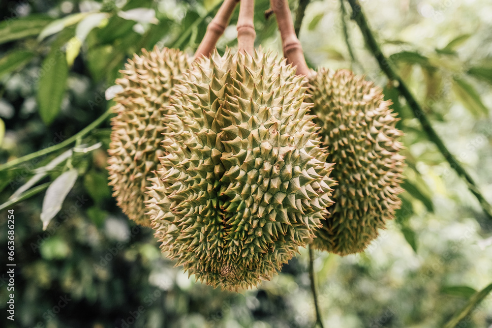 Fresh Green Durian Fruit Hanging From Tropical Tree Fresh Green Durian Fruit Hanging From Tropical Tree