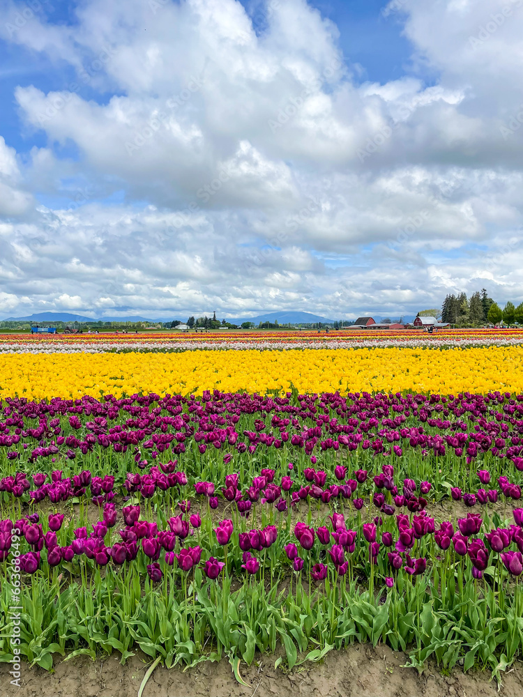 Skagit Valley Tulip Festival