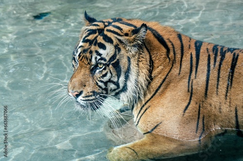 Solitary tiger sits in a body of water, looking around in wonder and curiosity.