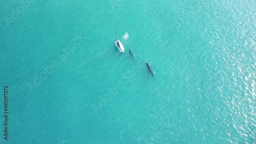 Aerial Shot of Humpback Whales Swimming, Diving and Playing