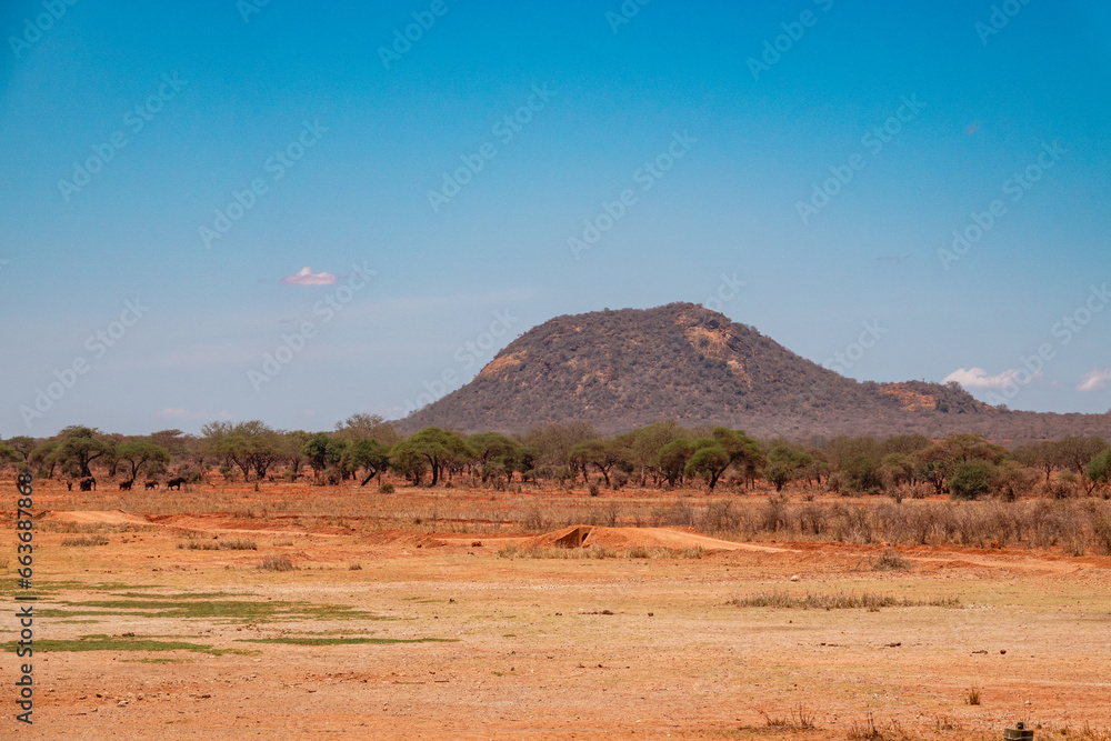Naklejka premium Scenic view of arid landscapes with acacia trees against sky at Tsavo West National Park, Kenya