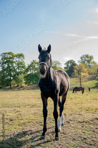 young horse looking straight to camera o nsunny summer day, full body and other horses in the background, foal with ears standing looking very curious photo