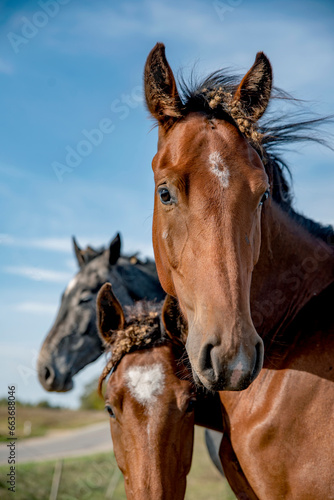 wild Horse potrait  brown horse looking straight to camera  wind splatering neck hair and other horses can be seen around