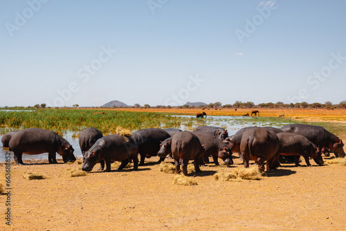 A pod of hippos at Lake Jipe at Tsavo West National Park, Kenya