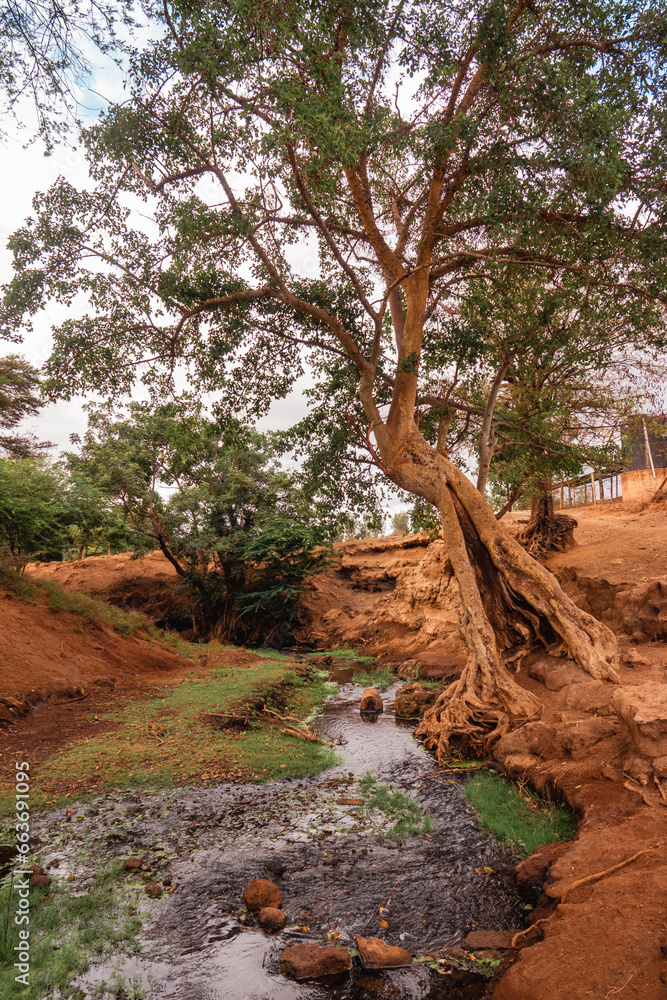 View of a tree growing on the banks of River Lumi in Taveta, Kenya