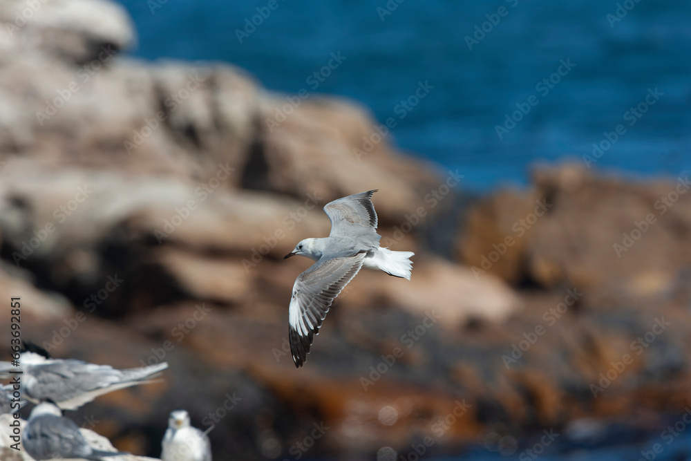 African Grey-headed Gull, Chroicocephalus cirrocephalus poliocephalus African Grey-headed Gull, Chroicocephalus cirrocephalus poliocephalus