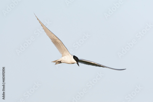 Gull-billed Tern, Gelochelidon nilotica © Marc