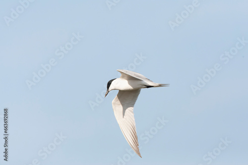 Gull-billed Tern, Gelochelidon nilotica photo