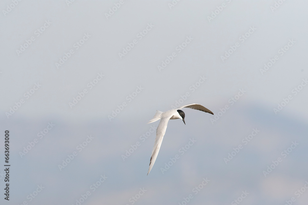 Gull-billed Tern, Gelochelidon nilotica Gull-billed Tern, Gelochelidon nilotica