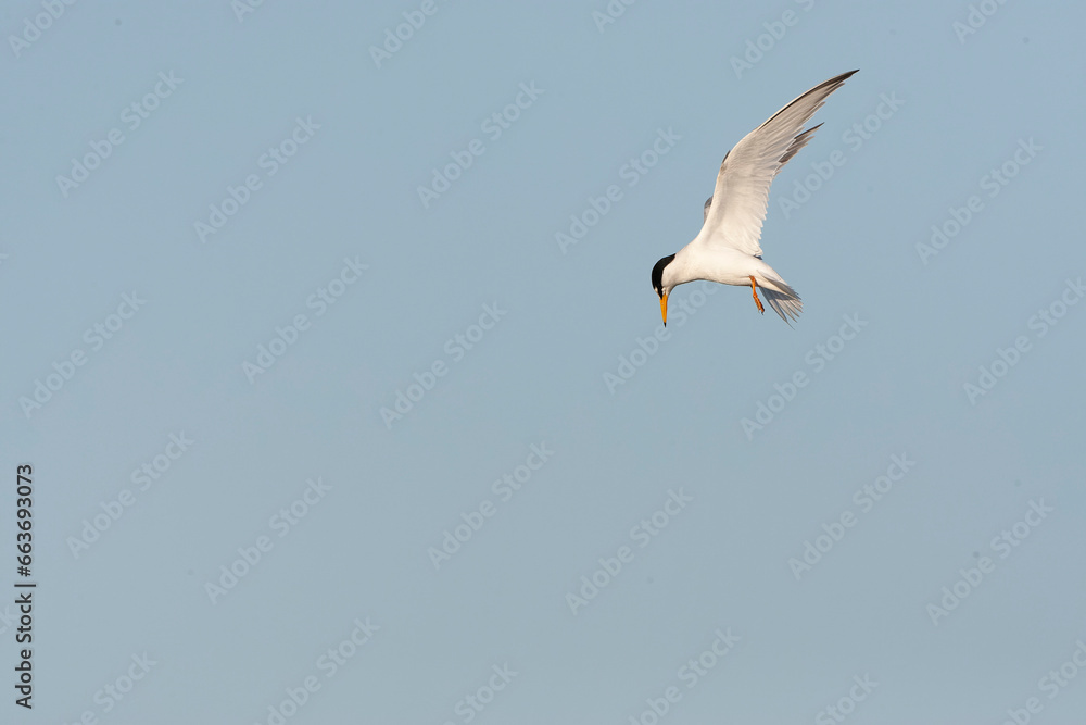 Little Tern, Sternula albifrons