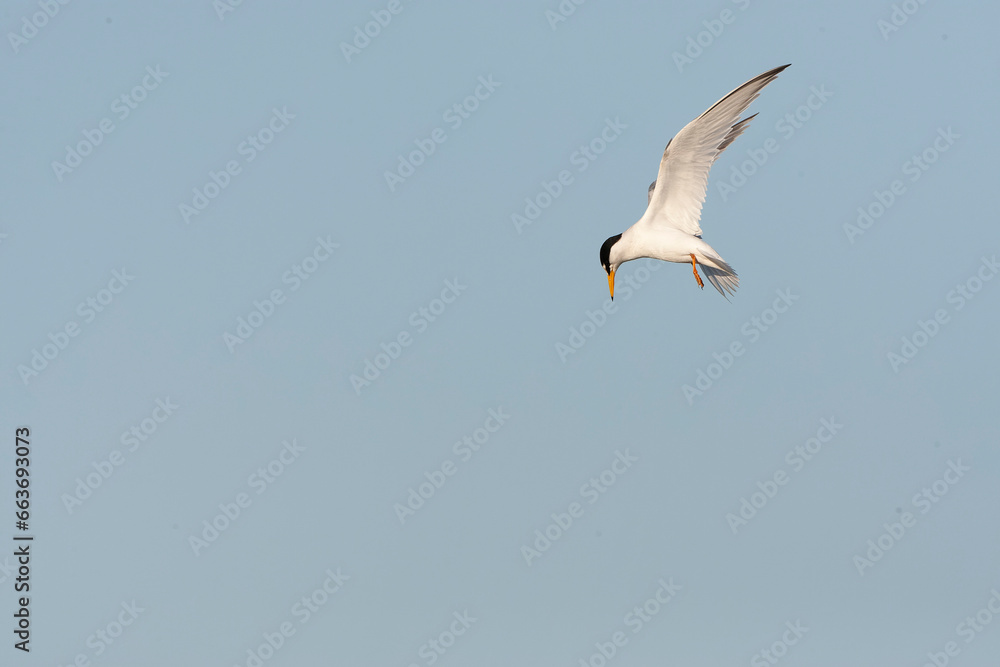 Obraz premium Little Tern, Sternula albifrons