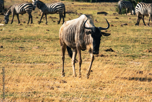 Fototapeta Naklejka Na Ścianę i Meble -  Wildebeast grazing in the wild at Amboseli National Park, Kenya