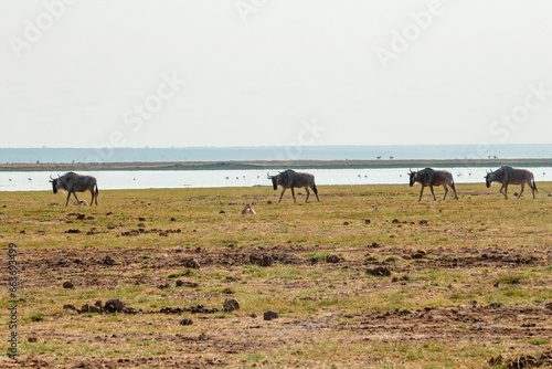 Wildebeast grazing in the wild at Amboseli National Park, Kenya © martin