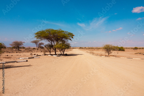 Scenic view of Acacia trees growing in the wild next to a dirt road at Amboseli National Park  Kenya