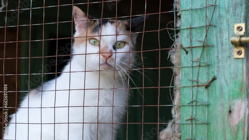 cat in an animal shelter, cute cat in a cage is waiting for a new owner and friend 4k