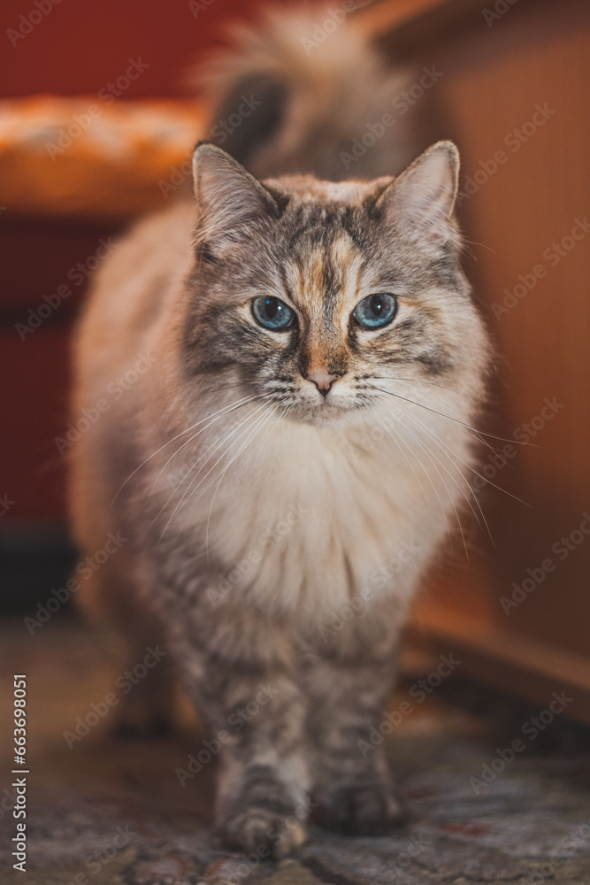 Portrait of a fluffy Ragdoll cat standing on a table in a living room in the evening light. Animal's curious gaze. Family pet
