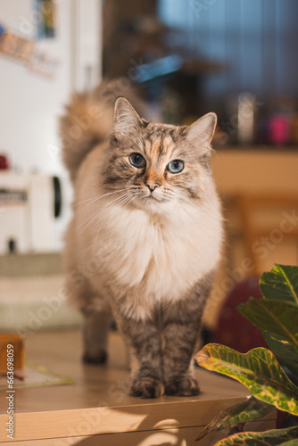 Fotografia Portrait of a fluffy Ragdoll cat standing on a table in a living room in the evening light