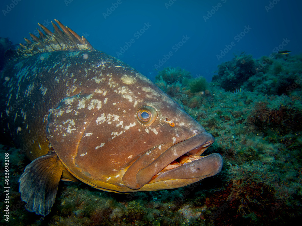 Obraz premium peces, submarino, mar, oceáno, acuático, animal, arrecife, acuario, coral, tropical, azul marino, buceo, aqualung, epinephelinae, naturaleza, azul, acuatica, fauna, pesca, buceo, australia, anguila, t
