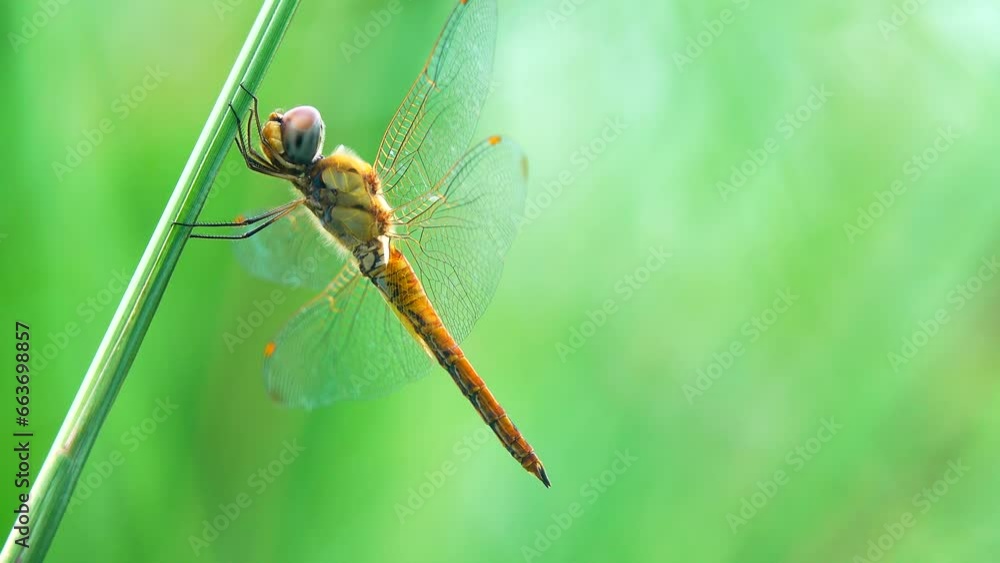 4K Green Dragonfly: A Close-Up of Orthetrum Sabina Perched on a Broken Branch in the Grass. 4K Green Dragonfly: A Close-Up of Orthetrum Sabina Perched on a Broken Branch in the Grass.