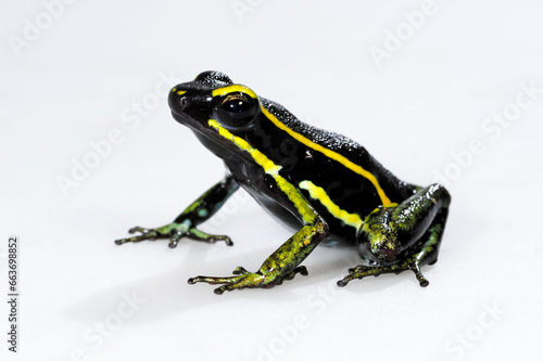 Dreistreifen-Baumsteiger // Three-striped poison frog (Ameerega trivittata / Epipedobates trivittatus) photo