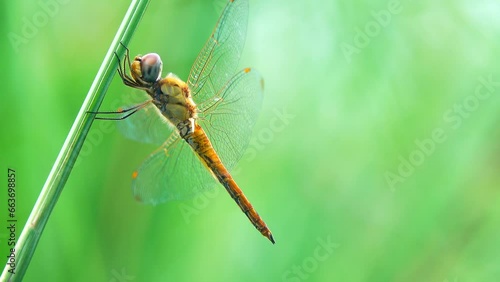 4K Green Dragonfly: A Close-Up of Orthetrum Sabina Perched on a Broken Branch in the Grass. photo