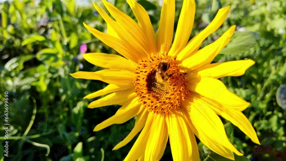 wunderschöne Sonnenblume mit fleissigen Bienen wiegt sanft im Wind, nahaufnahme
wunderschöne Sonnenblume mit fleissigen Bienen wiegt sanft im Wind, nahaufnahme