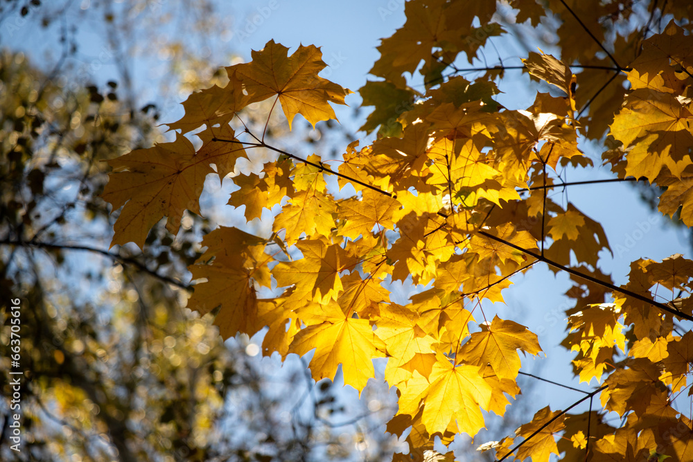 Yellow autumn leaves close-up against the sky, autumn landscape Yellow autumn leaves close-up against the sky, autumn landscape