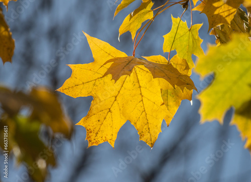 Yellow autumn leaves close-up against the sky  autumn landscape
