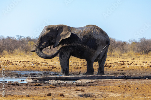 Huge Elephant - Mud Bath (I) - Etosha National Park, Namibia