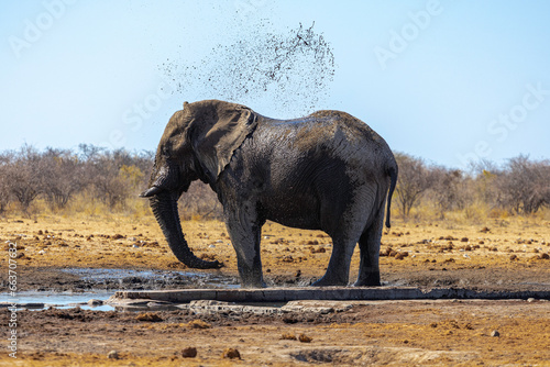 Huge Elephant - Mud Bath (II) - Etosha National Park, Namibia