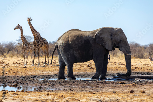 Fototapeta Naklejka Na Ścianę i Meble -  Huge Elephant and Two Giraffes at Etosha National Park - Namibia - Africa