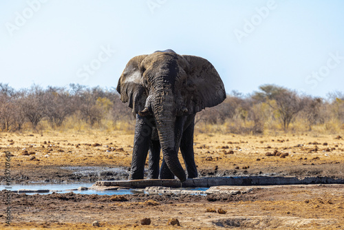 Huge Elephant - Mud Bath (III) - Etosha National Park, Namibia