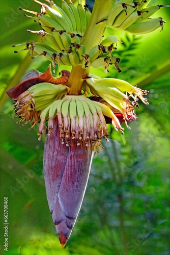 banana flower stalk and fruits, Thiruvananthapuram, Kerala, India