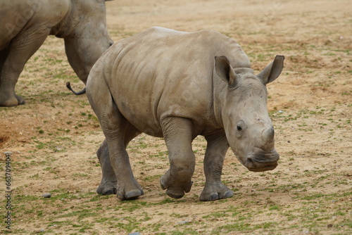 White rhinoceros © Colin