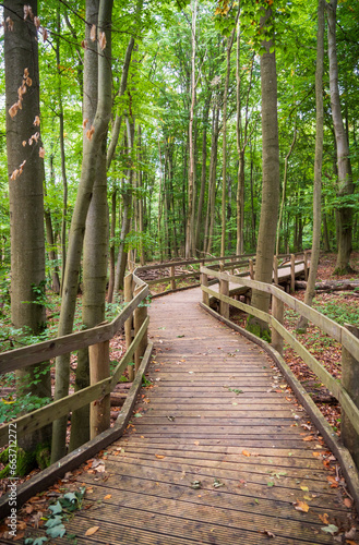 Boardwalk at Hainich National Park, National park in Thuringia