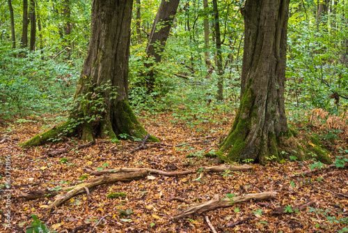 The Forest Floor at Hainich National Park, National park in Thuringia