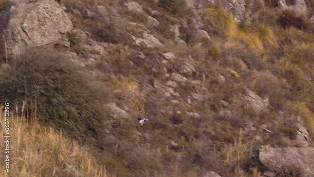 Wide Shot of Black Chested Buzzard Eagle swooping down in attacking posture into the valley with its legs dangling down, geranoaetus melanoleucus Wide Shot of Black Chested Buzzard Eagle swooping down in attacking posture into the valley with its legs dangling down, geranoaetus melanoleucus