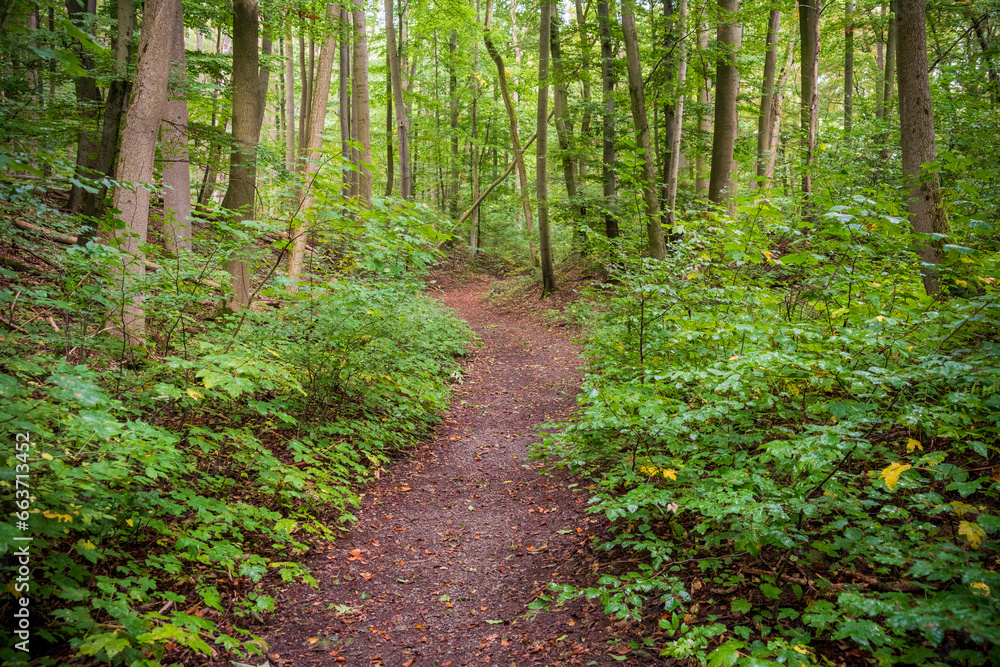 Hiking Trail at Hainich National Park, National park in Thuringia Hiking Trail at Hainich National Park, National park in Thuringia