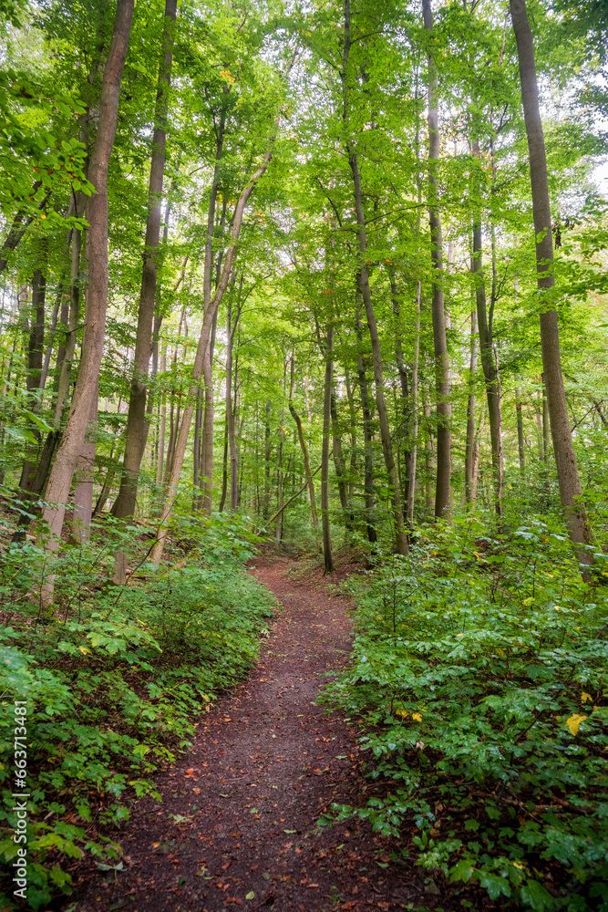 Hiking Trail at Hainich National Park, National park in Thuringia
