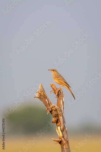 paddyfield pipit or Oriental pipit or Anthus rufulus bird closeup or portrait perched on branch in sanctuary forest of india asia photo