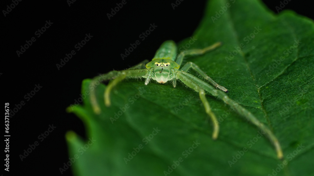 Naklejka premium Oxytate striatipes, Grass crab spiders, Green crab spider on green leaf, Top view.
