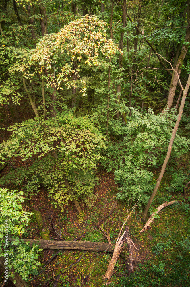 Forest at Hainich National Park, National park in Thuringia Forest at Hainich National Park, National park in Thuringia