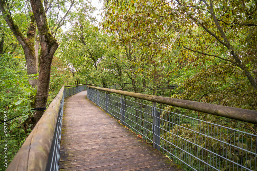 Boardwalk at Hainich National Park, National park in Thuringia Boardwalk at Hainich National Park, National park in Thuringia