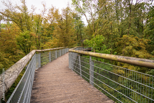 Boardwalk at Hainich National Park, National park in Thuringia