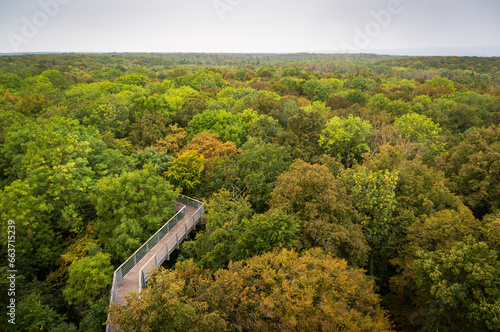 Boardwalk at Hainich National Park, National park in Thuringia photo