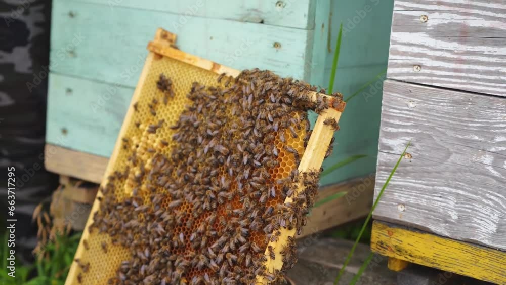 bees in the beehive