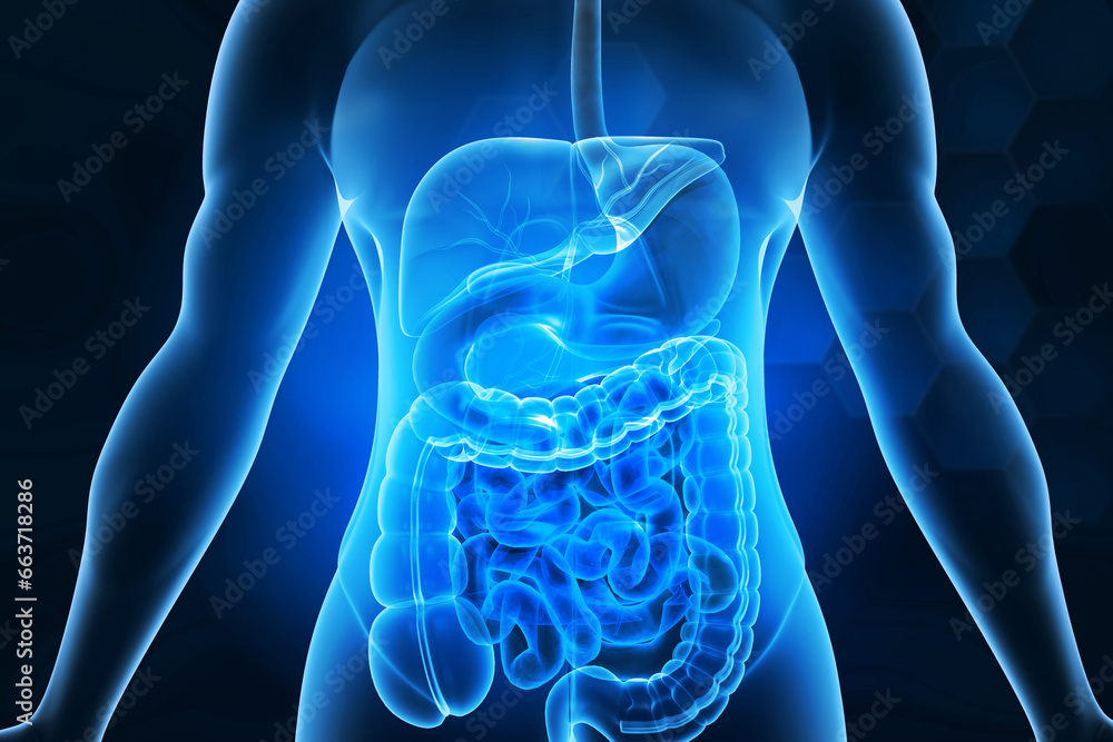 Human digestive system anatomy on blue color background. 3d illustration.. - obrazy, fototapety, plakaty 